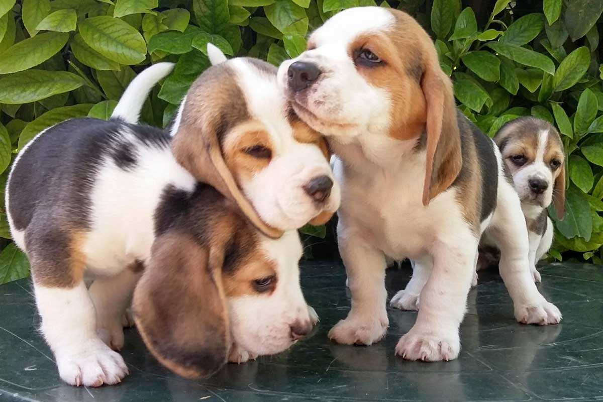 Allevamento Beagle di nonna Filomena - Cuccioli Beagle ...