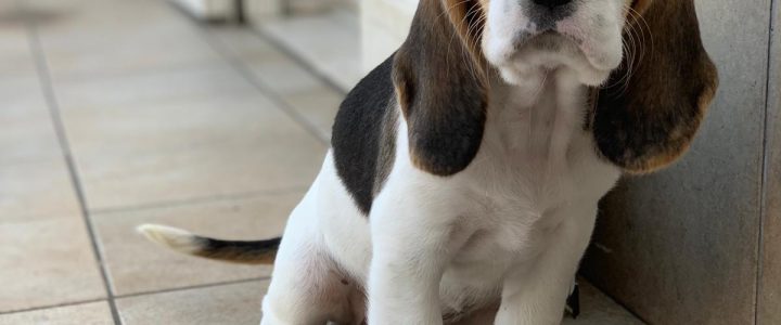 Cuccioli Beagle