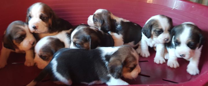 Cuccioli Beagle disponibili